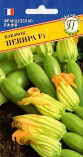 Кабачок пвз 1