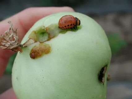 Жуки которые едят картофель