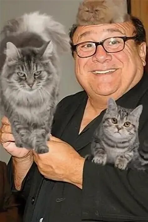Cat dan. Cat dan