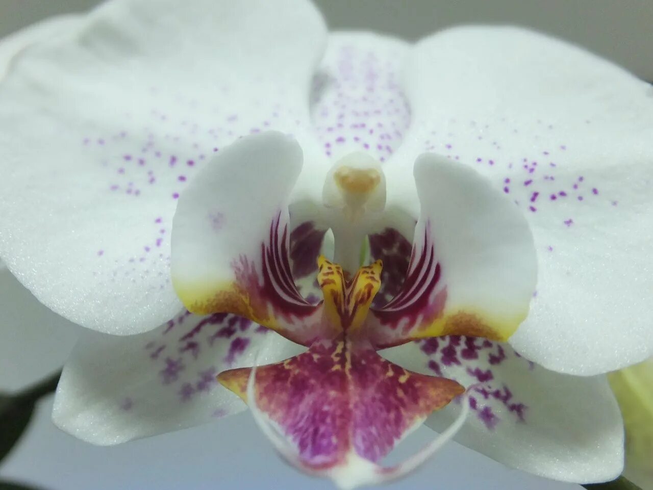 Орхидея катрина. Орхидея Phalaenopsis 'Radiance. Фаленопсис Phal. Radiance. Орхидея Phalaenopsis Kellion. Фаленопсис Кардинал.