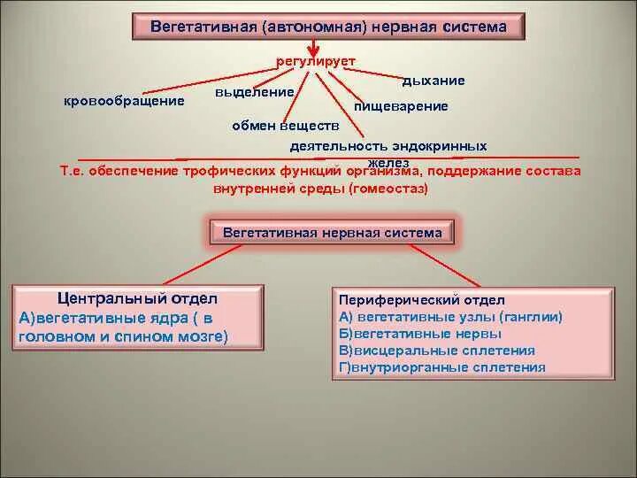 Нервная регуляция вегетативной системы функции. Регуляция работы вегетативной нервной системы. Автономная вегетативная нервная система регулирует. Автономная вегетативная нервная система регулирует работу. Функции автономной нервной системы.