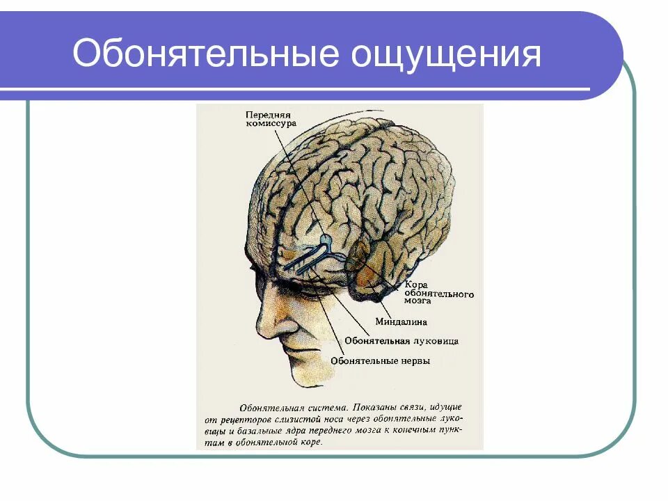 Обонятельный мозг. Периферический отдел обонятельного мозга. Обонятельный мозг строение и функции. Какие нарушения характерны для повреждения обонятельного мозга?. Обонятельные зоны мозга