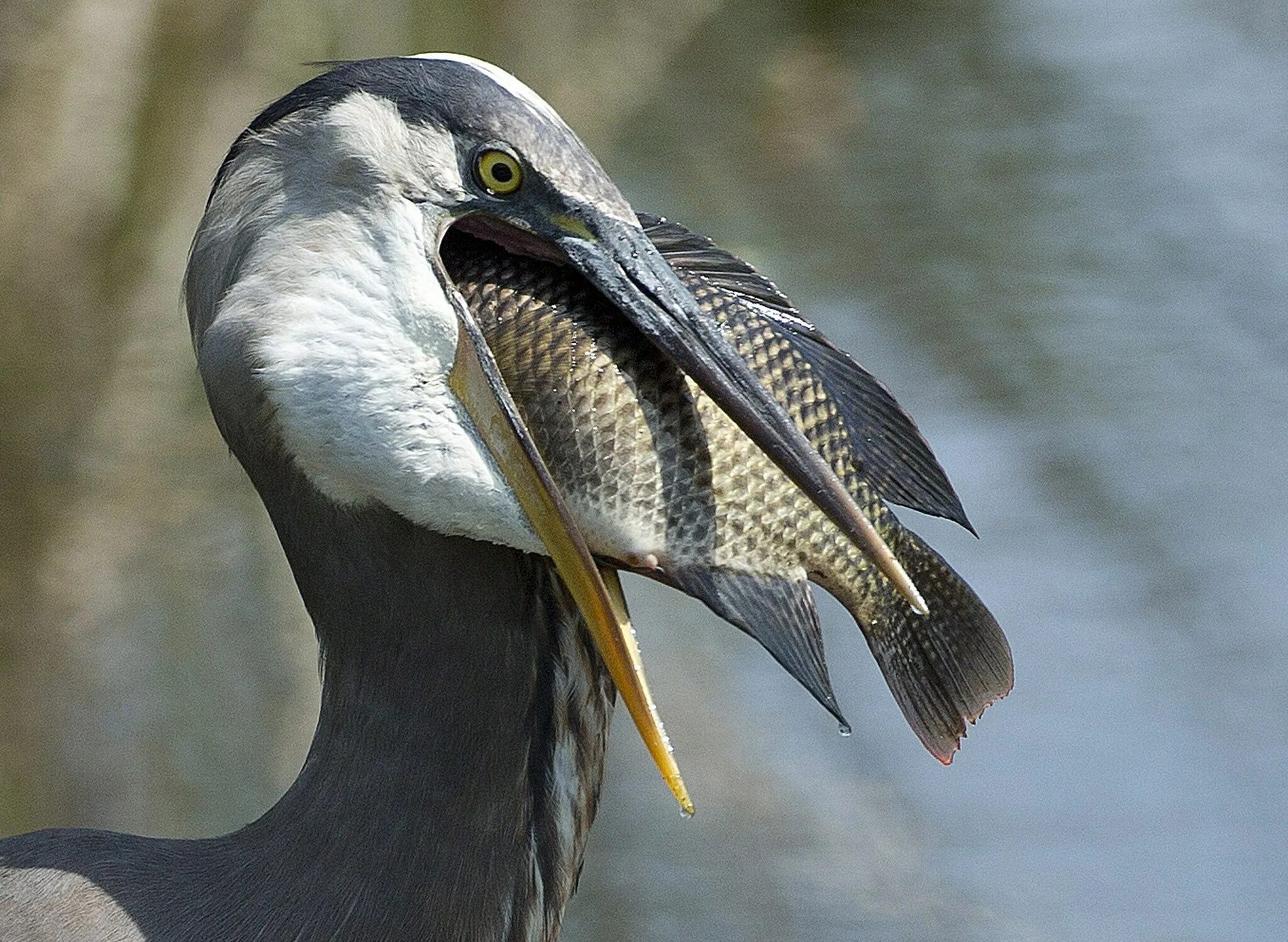 Цапля серая клюв. Great Blue Heron птица. Клюв Цапли. Птицы питающиеся рыбой. Рыба из клюва пеликана геншин