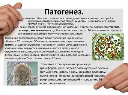 Хламидиоз форум