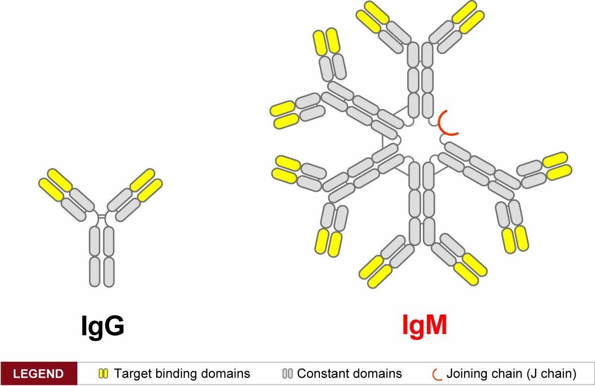 Иммуноглобулин igm igg. IGM. IGM antibodies. IGM схема строения. IGM картинка.