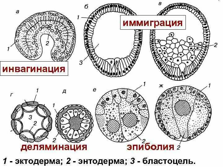 Энтодерма гаструлы гидры