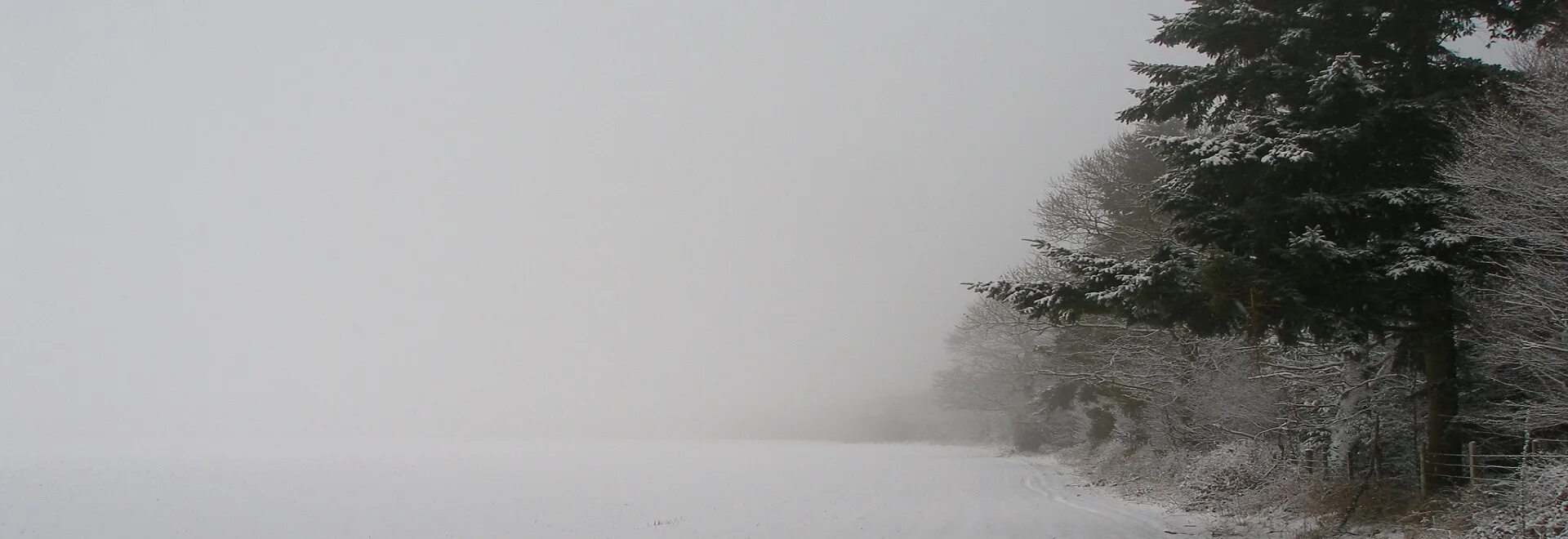 Белизна снега заставляла еще яростней зеленеть. Голубой снег. Ещё вчера на солнце млея. Стихотворение о ели. Белый снег.