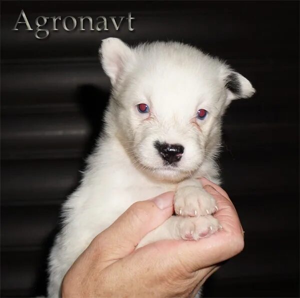 разные щенки. щенки разных пород. милые щеночки. щенки м. хаски щенки пушистые.