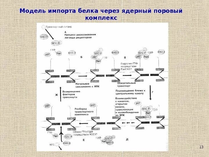 Белковый транспорт. Импорт и экспорт белков через ядерные поры. Транспорт белков через ядерные поры. Транспорт белков в ядро. Транспорт белков из ядра и в ядро.