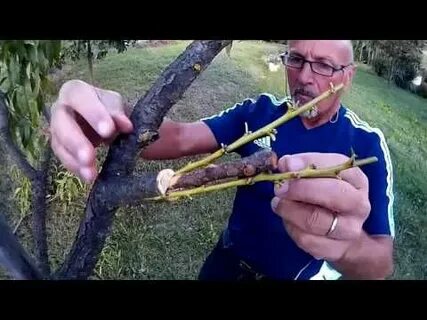 Можно ли привить абрикос