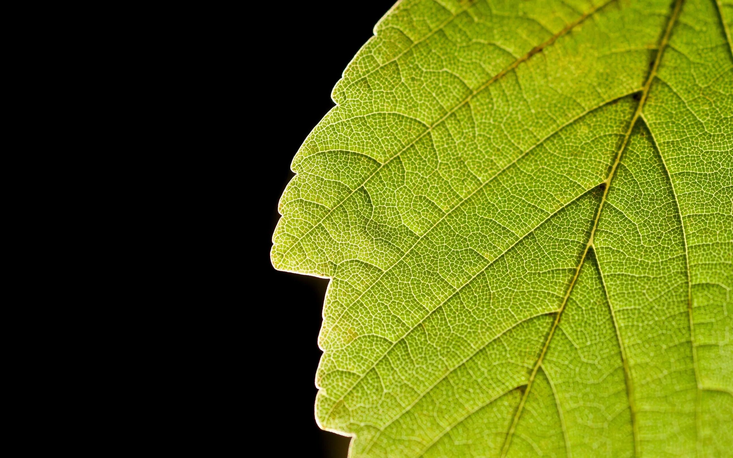 Natural leaves. Прожилки листа. Зеленый лист. Лист с прожилками. Листья растений.