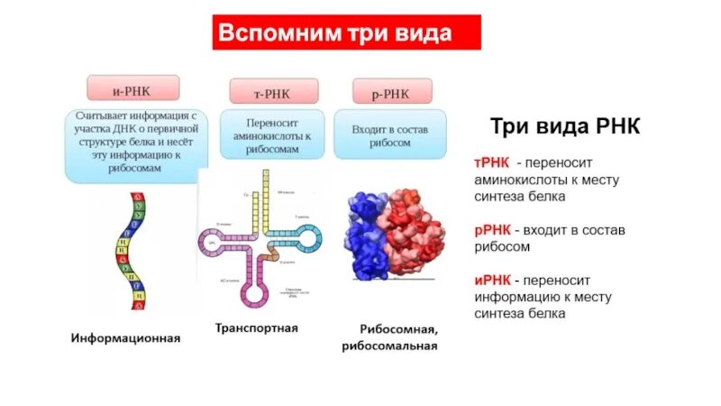 Роль белков в синтезе днк. Роль нуклеиновых кислот в синтезе белка. типы рнк. три вида рнк. процессы протекающие в клетке с участием рнк.