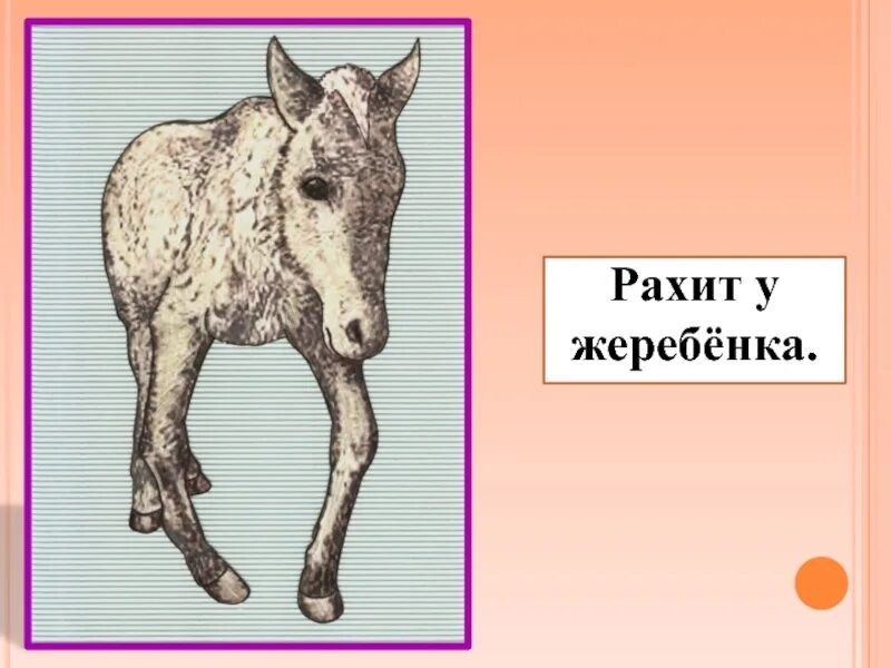 Рахит у животных. Рахит болезнь у животных.