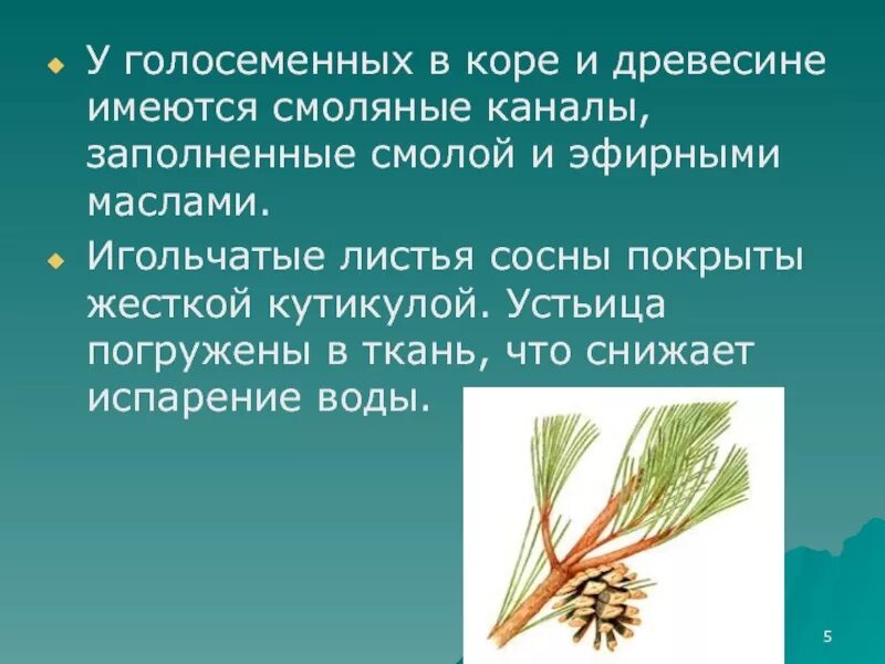 Голосеменные 6 класс. Голосеменные 7 класс биология. Отдел Голосеменные растения 7 класс. Голосеменные растения 7 класс биология.