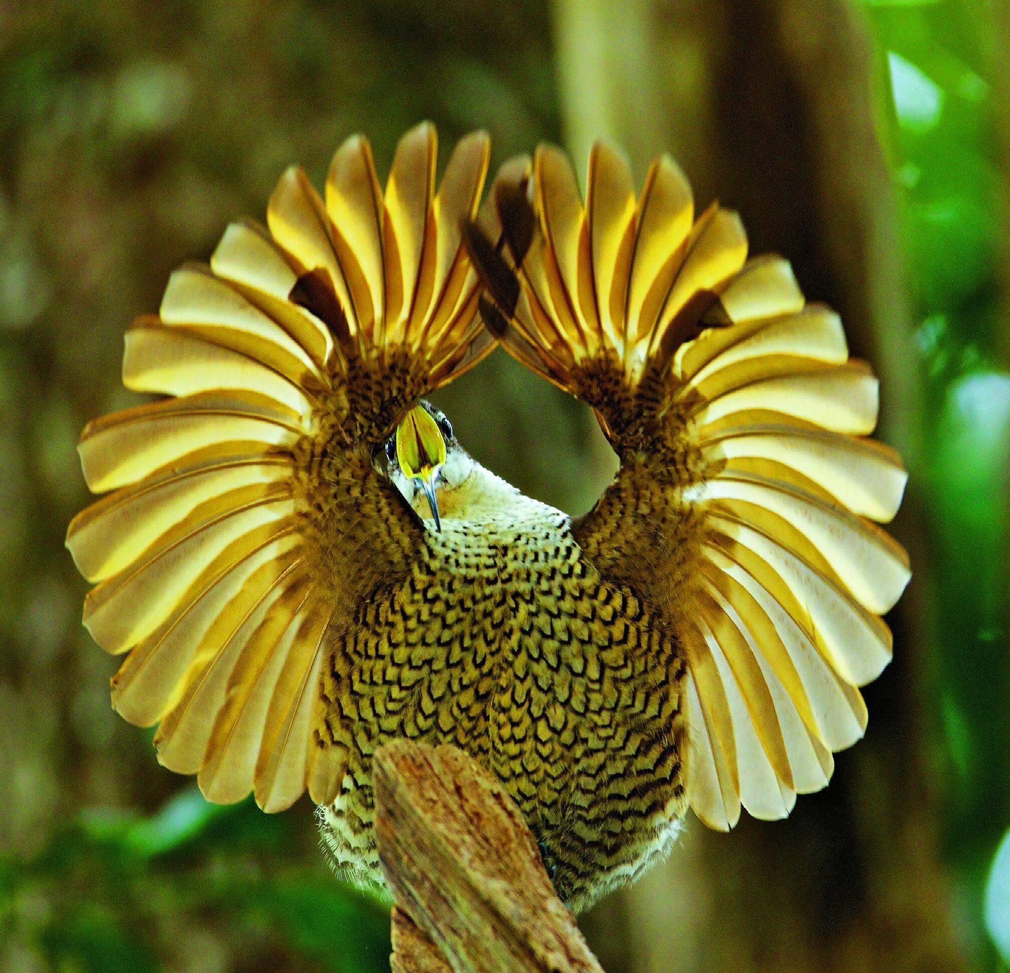 Золотые птицы 2. Райские птицы. Золотая птица. Золотая Райская птица. Щитоносная Райская птица.