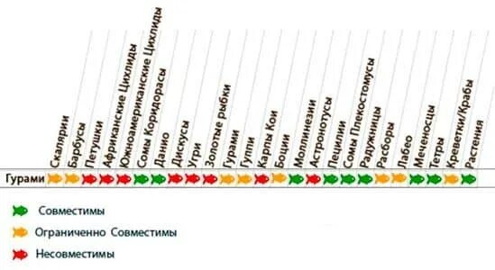 Совместимость гурами с другими рыбками. Гурами совместимость с другими рыбами таблица. Рыба петушок совместимость с другими рыбками. Совместимость рыб гурами с другими рыбками. Петухи рыбы совместимость