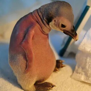 Лысый пингвин красивые фото и картинки - Каталог Фото