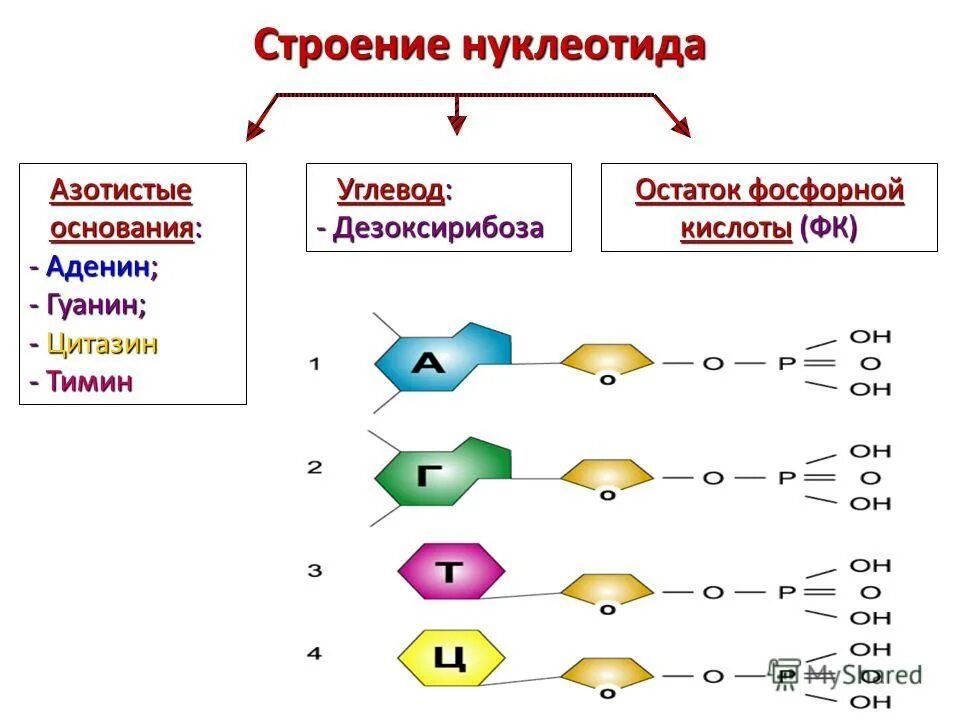 Нуклеотид белка строение. Строение нуклеотида 1 2 3. Схема строения нуклеотида днк. Общая формула нуклеотида днк. Строение нуклеотида 1 2 3.