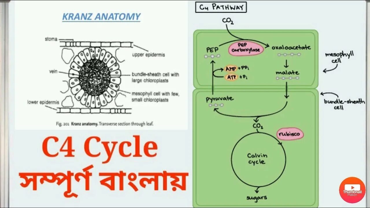 4 cycle. 4 cycle