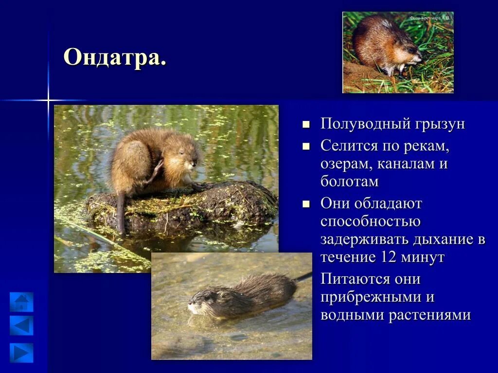 Ондатр слова. Животные водоемов ондатра. ондатра описание. ондатра в пресных водоемах. ондатра презентация.