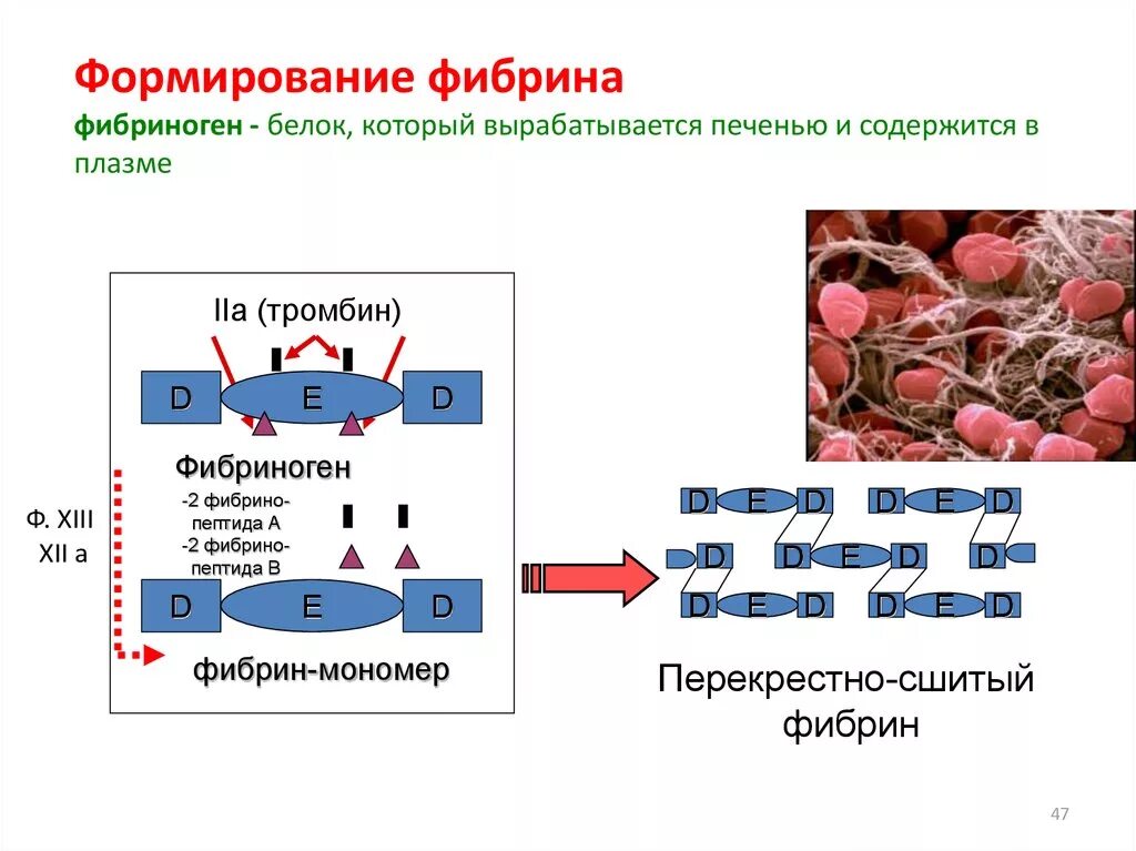 Печень вырабатывает белок. Образование фибрина из фибриногена. Формирование фибрина из фибриногена. Белок фибриноген. Кратко белок фибриноген.