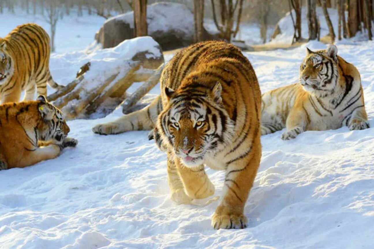 Парк львов в харбине. Харбин тигр. Парк тигров хэйлунцзян. Парк амурских тигров в харбине. Сафари-парк тигров харбин.