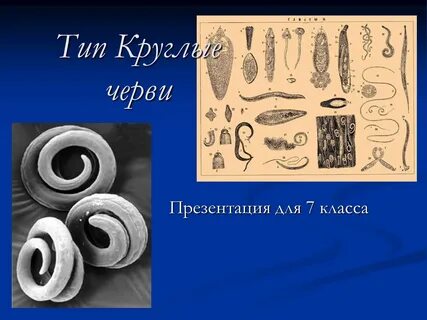 Опора и движение круглых червей