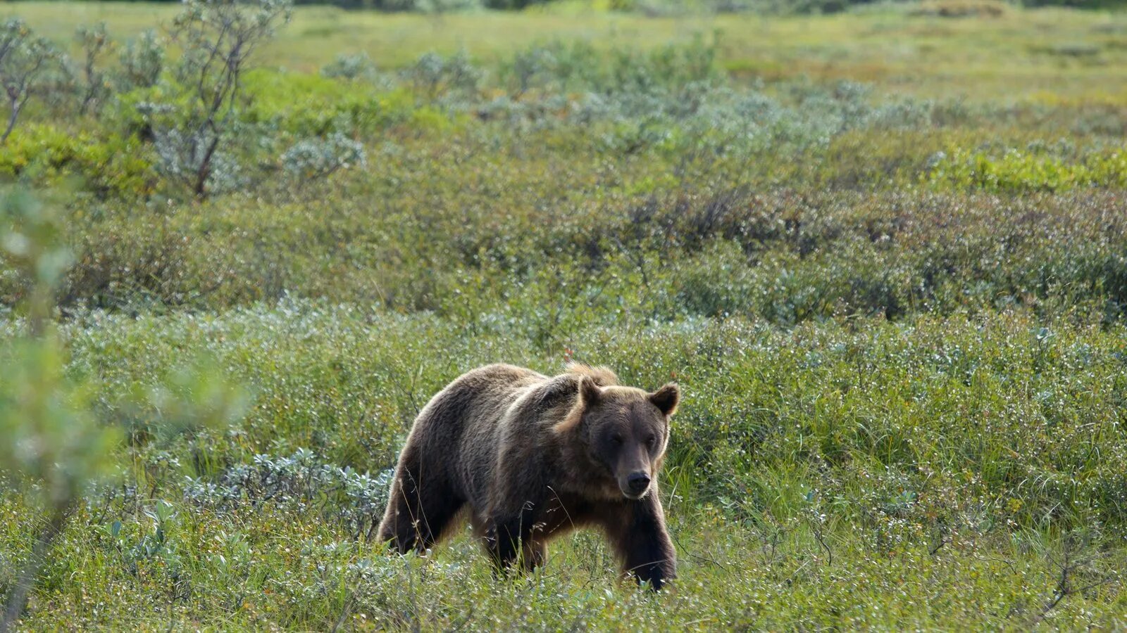 Wildlife in danger. Паанаярви национальный парк. Водлозерский национальный парк фауна. Национальный парк Паанаярви животный мир.