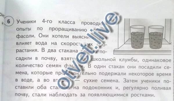Опыты с растениями. Опыт влияние почвы на прорастание семян. Влияние почвы на прорастание семян. Условия прорастания семян опыт. Опыты для 4 класса.