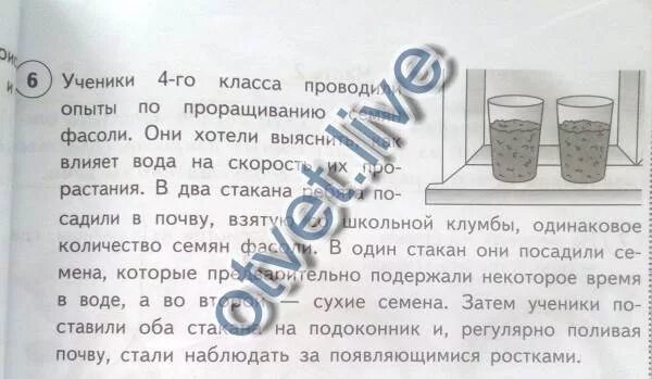 В трех классах провели. Опыты 4 класс. Ученики 4 класса проводили опыты. Опыты по окружающему миру 4 класс. Ученики 4 класса проводили опыты по проращиванию.