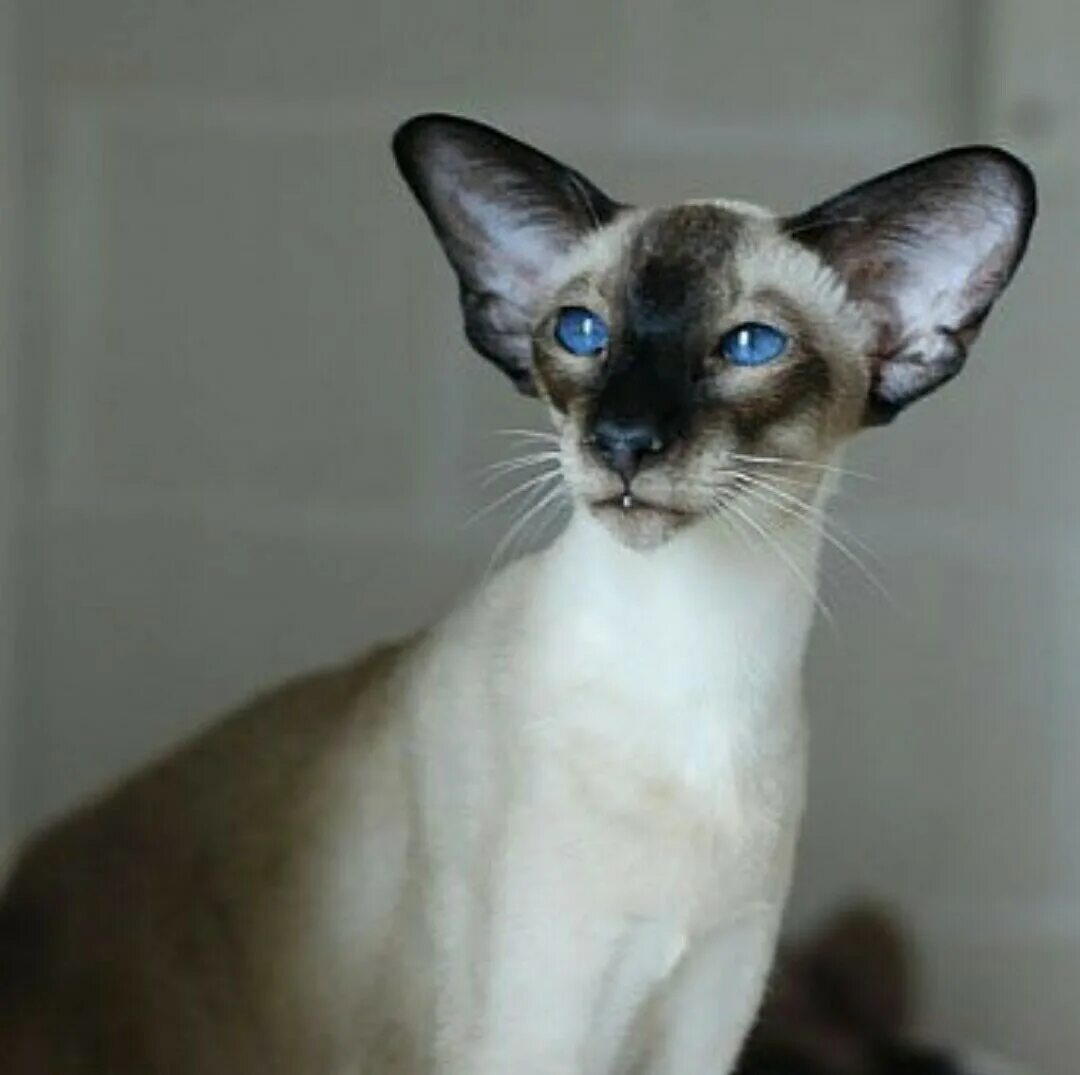 Сеамско оринтальный кот. Ориентальная порода кошек. Сиамский кот Ориентал. Порода кошки Ориентал Сиам. Сиамская кошка длинная