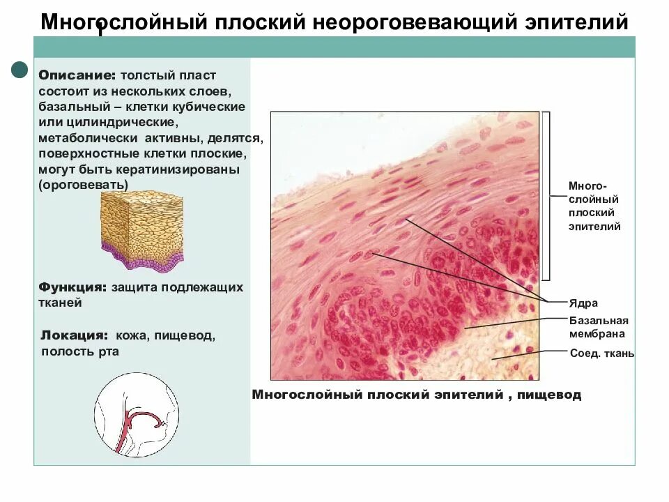Ткань состоящая из нескольких слоев