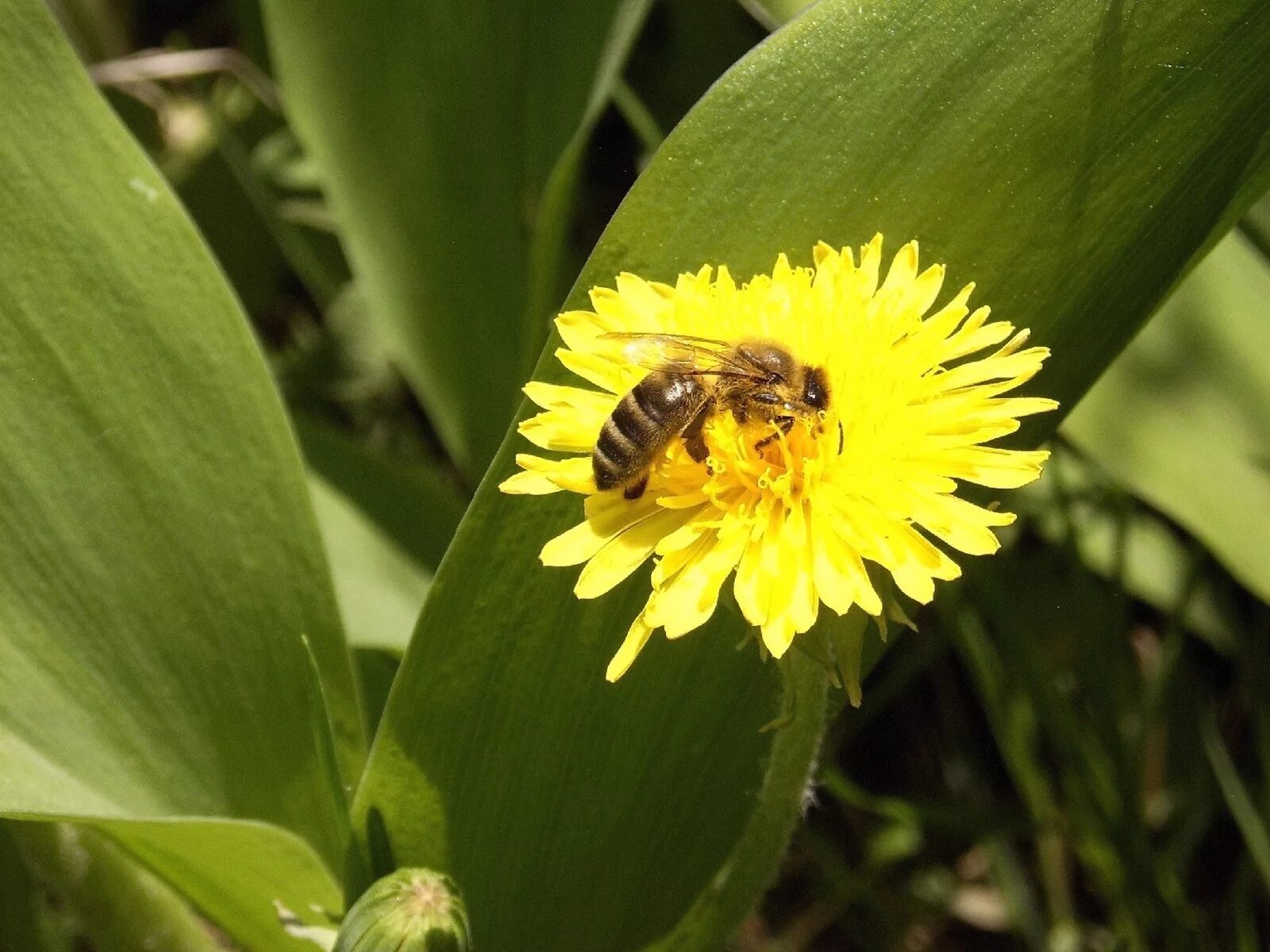 Пчелы опыляют растения. Пчела опыляет цветущие растения. Пчела опыляет. Пчела на цветке. Цветок много пыльцы