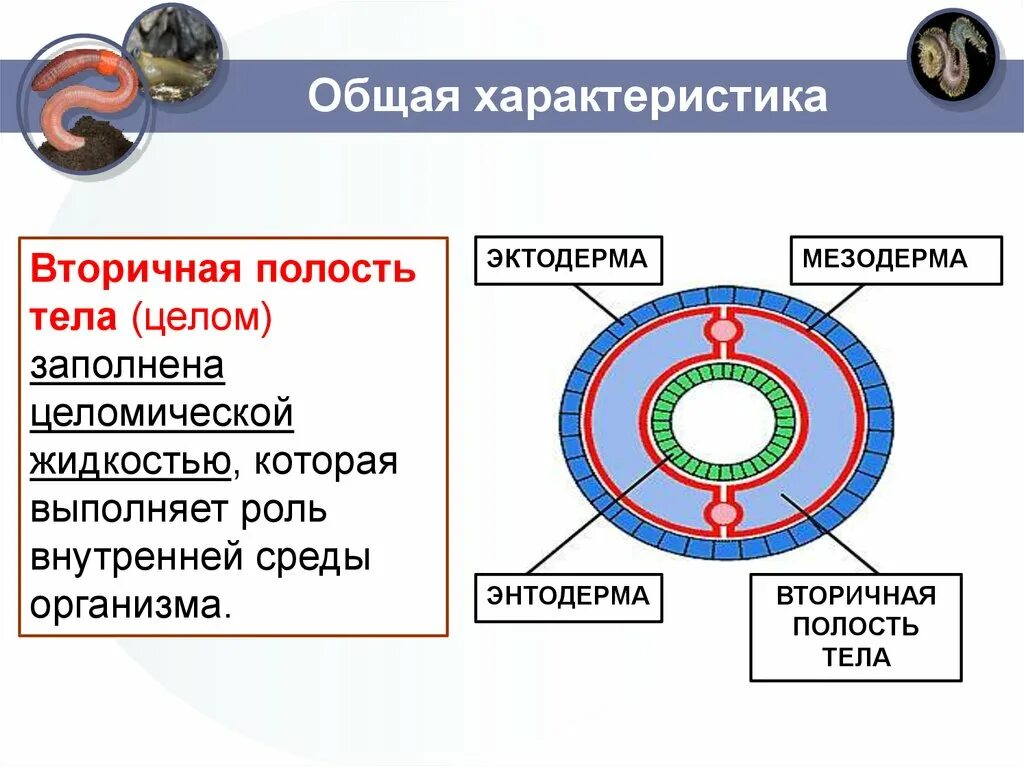 Первичная и вторичная полость тела различия таблица. Кольчатые черви первичная полость тела. Кольчатые черви вторичная полость тела. Черви первичная и вторичная полость. В какой полости тела они расположены