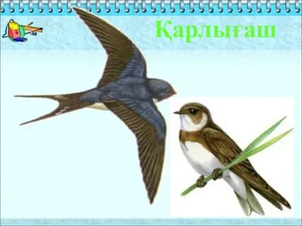 Су ағыны клитор