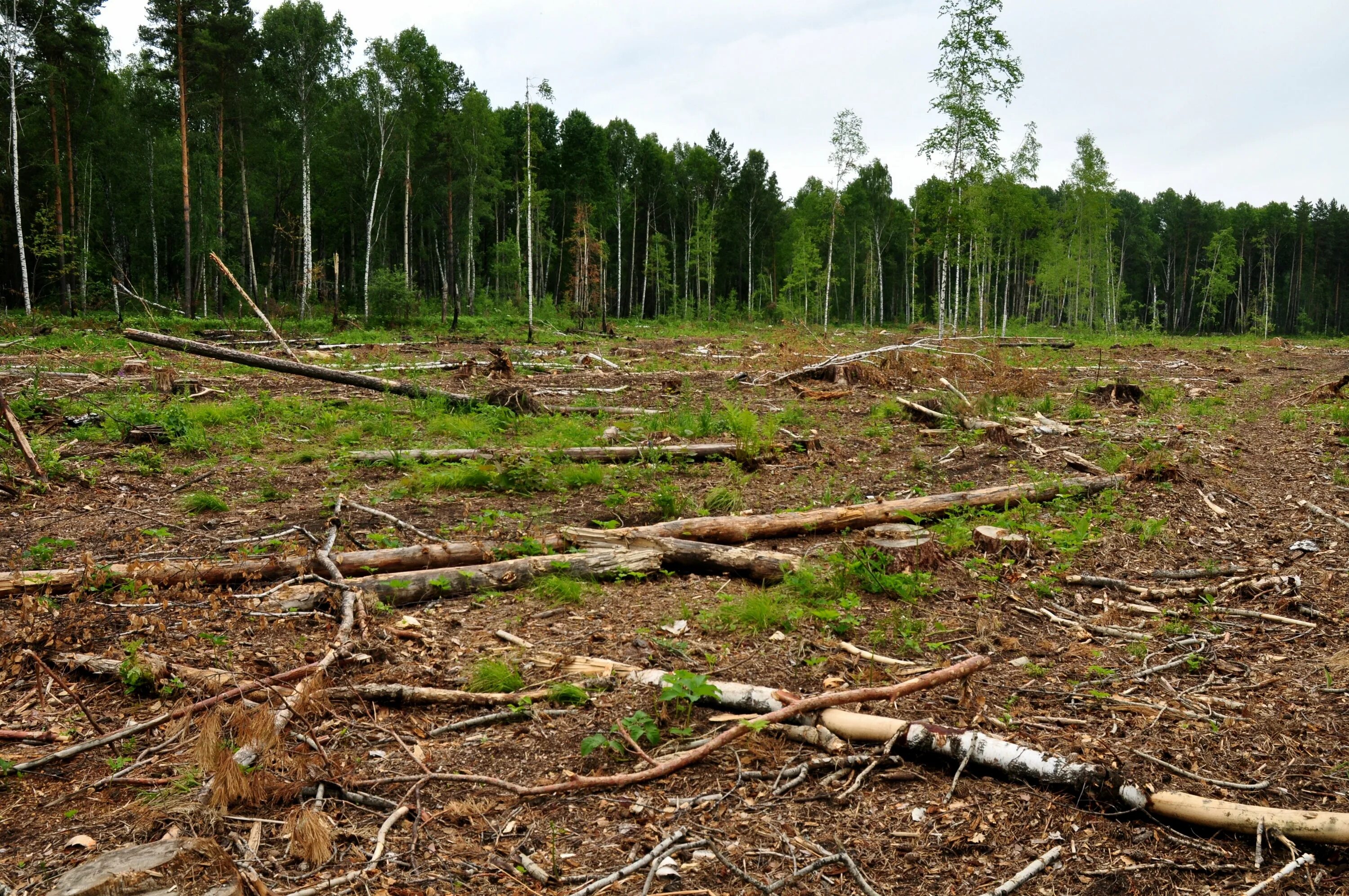 лес после вырубки. выборочные рубки. выборочная вырубка леса. делянка и лесосека. вырубка лесов восточной сибири.