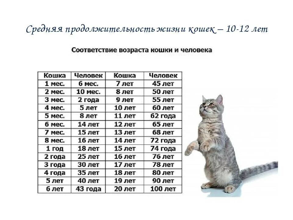 Средний размер кошки. Возраст котов по человеческим меркам. Кошачьи меркам таблица кошачьи года по человеческим. Возраст по кошачьим меркам Возраст по кошачьи. Сколько лет живут кошки по человеческим меркам таблица.