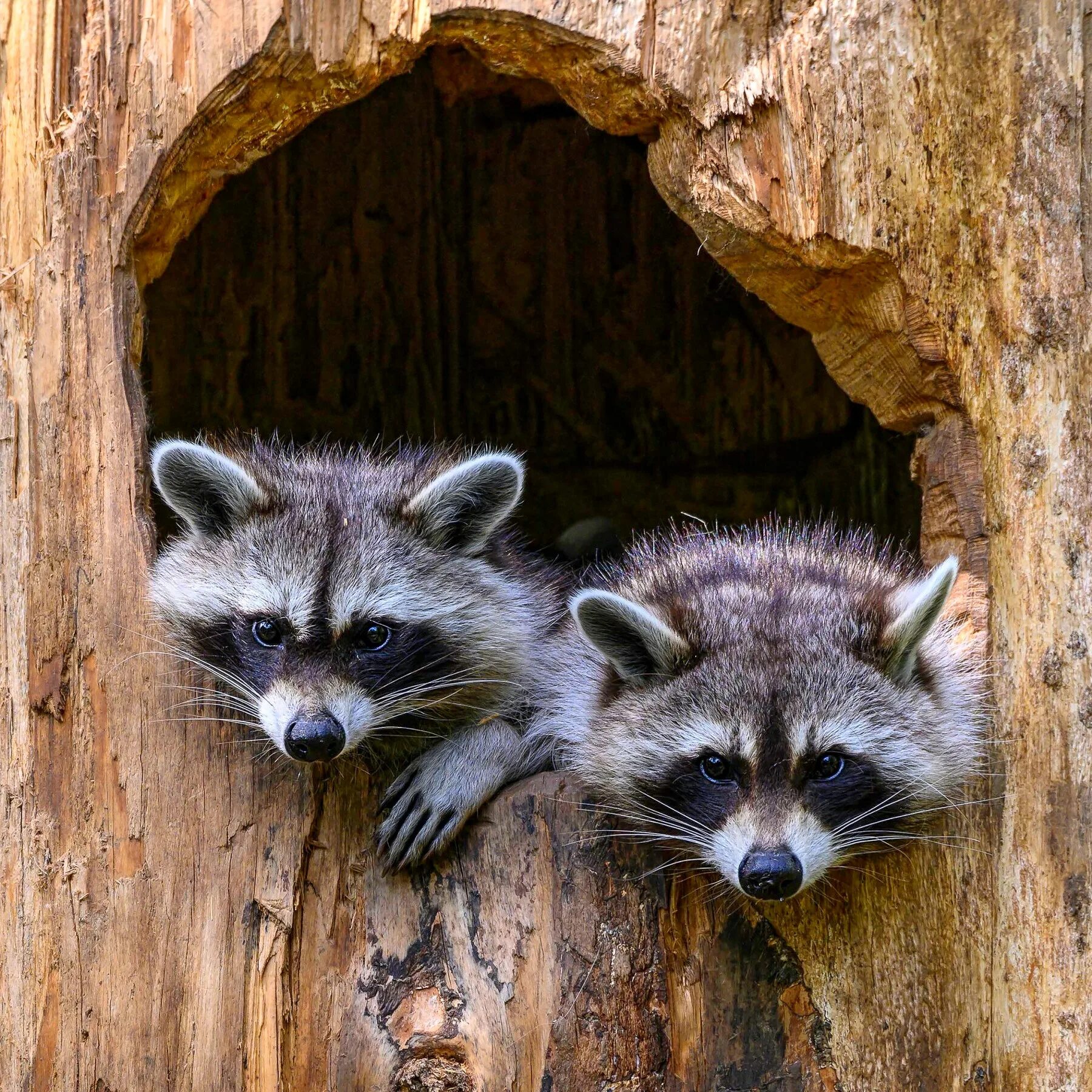 енот серпухов. енот серпухов. рыжий енот полоскун. крошка енот ветклиника челябинск. енот магнитогорск.