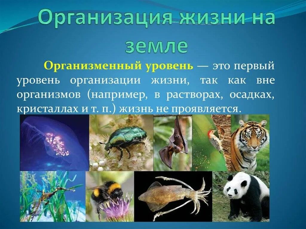 структурная организация живых организмов. уровни организации живой природы схема. организменный уровень организации живой природы. таблица уровни организации живой материи науки. структурная организация живых организмов.