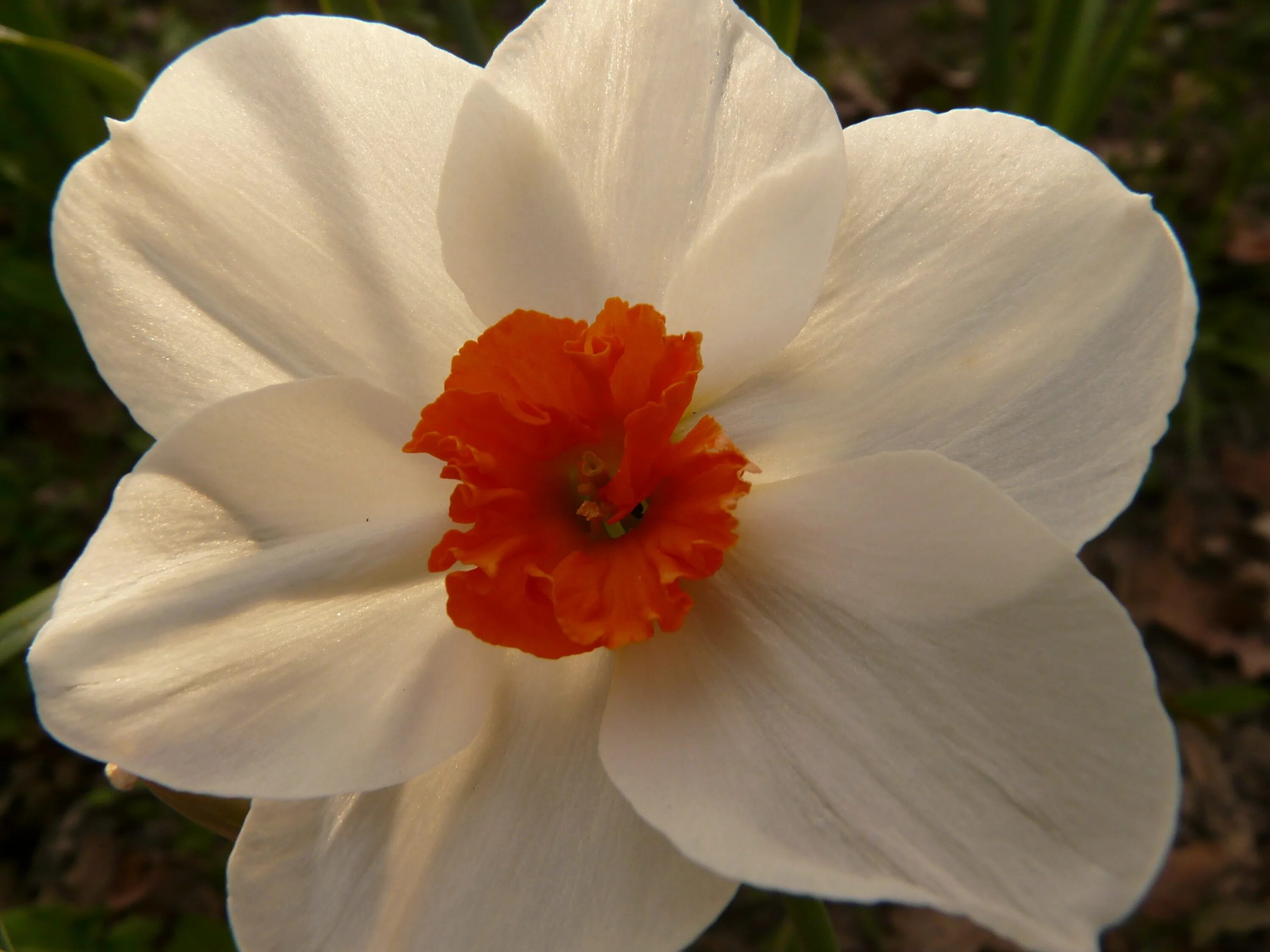 Название цветка нарцисс. Нарцисс сорт Рембрандт. Нарцисс (растение). Нарцисс Баррет Браунинг. Нарцисс Иоганн Штраус.