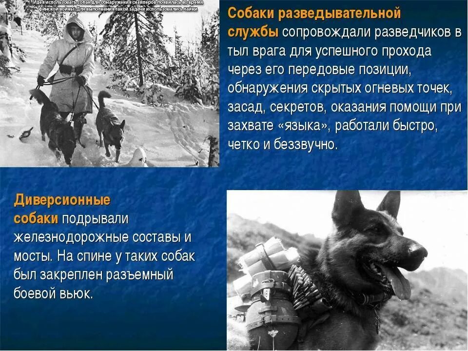 Подвиги собак в Великой Отечественной войне 1941-1945. Роль собак в Великой Отечественной войне 1941-1945. Собаки которые участвовали в Великой Отечественной войне 1941. Собаки герои ВОВ. Проект отважные роли