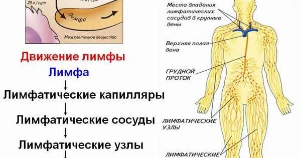 Как улучшить лимфу в организме. Схема строения лимфатической системы пропущенные компоненты. лимфа в щиколотках причина чем. лимфа на ногах что это такое у мужчин симптомы и причины лечение. чистила лимфу поплыло тело причины.