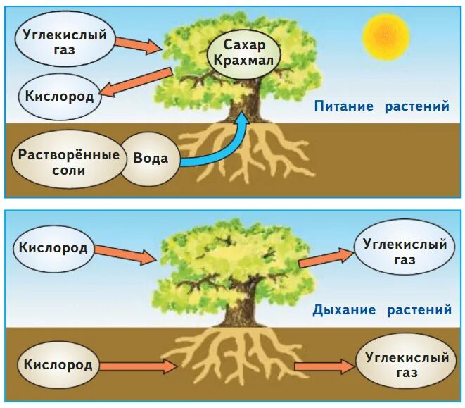 При дыхании растения поглощают а выделяют. Углекислый ГАЗ для питания растений. Растения выделяют кислород или углекислый ГАЗ. Каким газом дышат растения. Растения дышат углекислым газом.