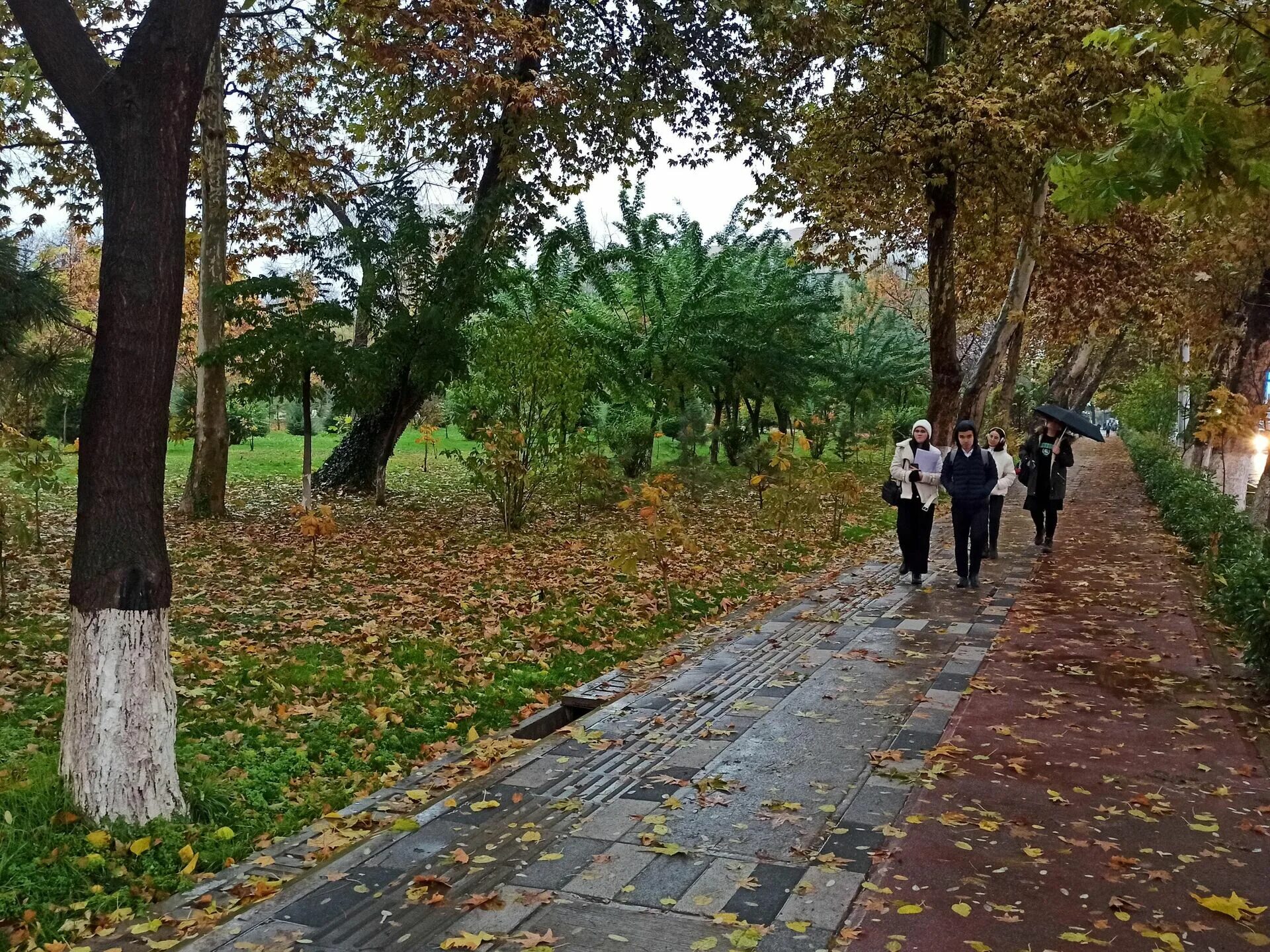 Погода в ташкенте узбекистан. Осень в Узбекистане. Ташкент осень. Ташкент осень дождь. Снег в Ташкенте.