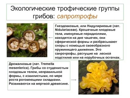 Грибы сапротрофы