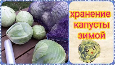 Лучшие сорта капусты для хранения на зиму