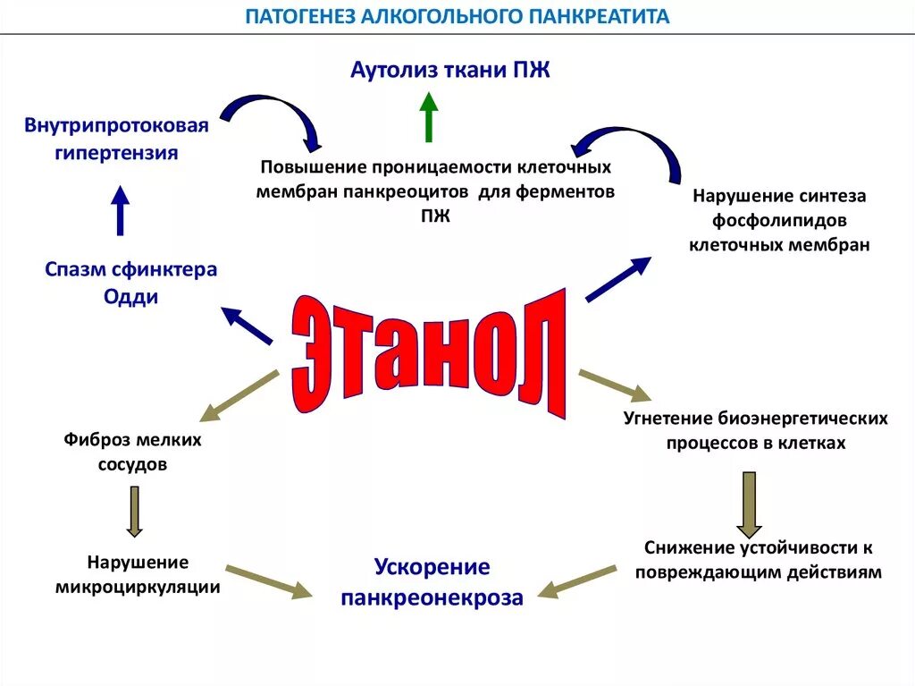 Панкреатит действие. Острый алкогольный панкреатит патогенез. Патогенез алкогольного панкреатита. Патогенез хронического панкреатита при алкоголизме. Патогенез хронического панкреатита схема.