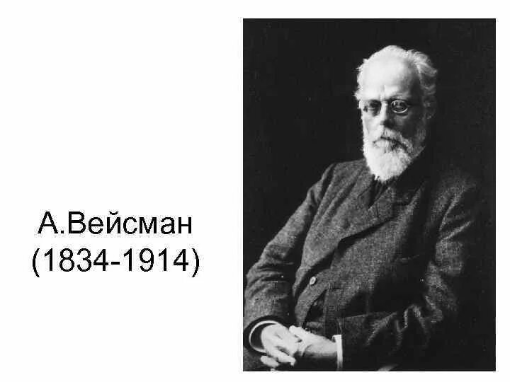Бек вейсман. Август вейсман вклад в биологию. Вейсман самара. Бек вейсман. Август вейсман вклад в изучение клетки.