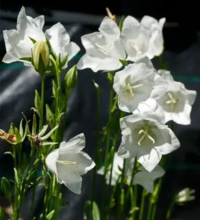 White bell