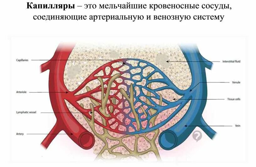 Самые мельчайшие кровеносные капилляры. Самые мельчайшие кровеносные капилляры. Скорость движения крови. Самые мельчайшие кровеносные сосуды. Кровеносные сосуды фрактал.